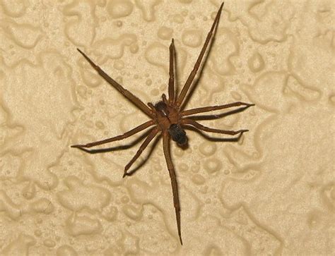 The Brown Recluse: Prevention and Extermination