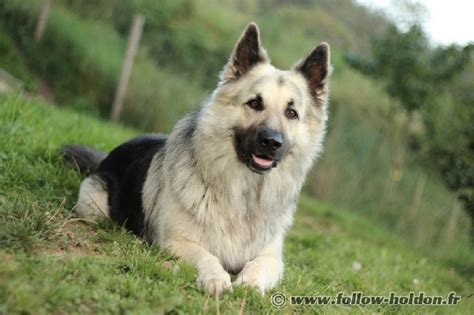 Chien Berger Allemand Poil Long Follow De La L Gende Du Loup Noir