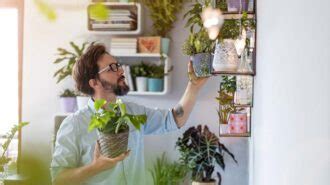 Poca Luz En Tu Casa Estas Son Las Mejores Plantas Para Tener En El