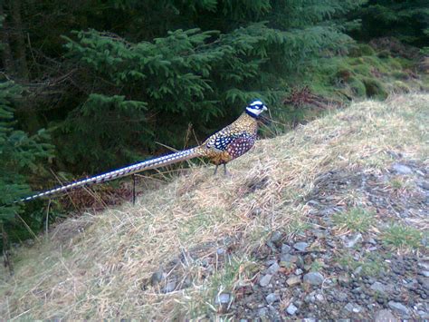 Reeves Pheasant – Argyll Bird Club