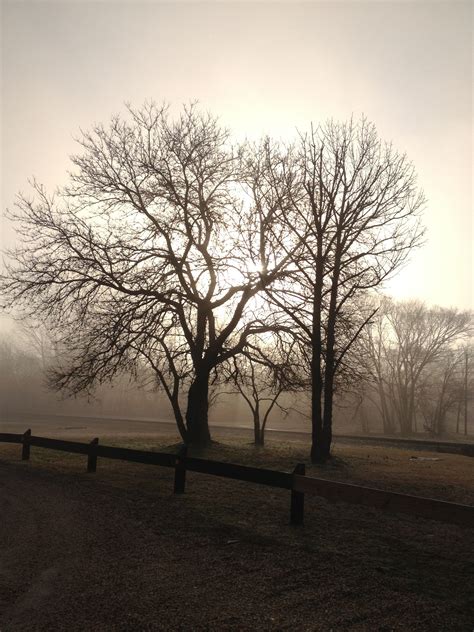 Free Images Landscape Tree Nature Grass Branch Winter Light Cloud Sky Sun Fog