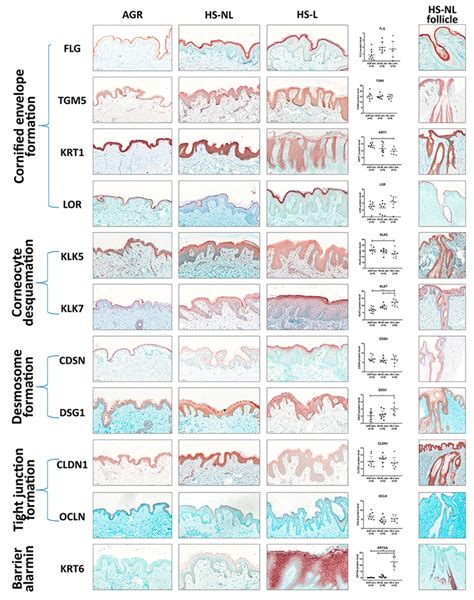 Representative Images For Immunostaining And Epidermal Quantification