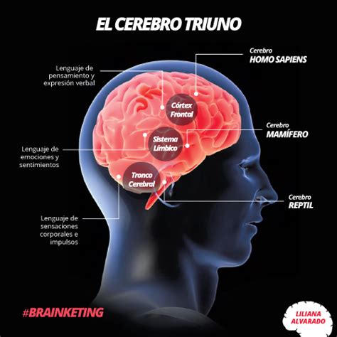 Descubre más sobre el cerebro triuno Cuál de los tres te define mejor