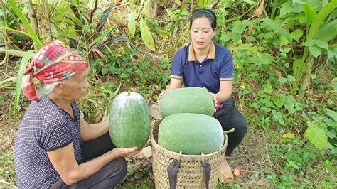 The Girl And The Old Woman Harvesting Squash For Sale Weeding Around