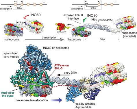 Hexasome Ino Complex Reveals Structural Basis Of Noncanonical