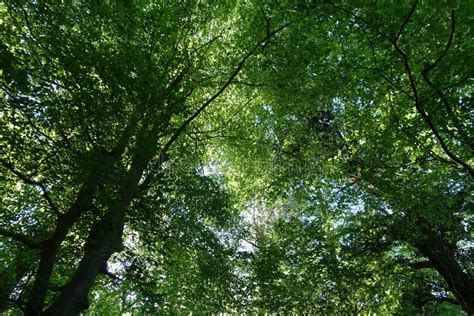 Forest Tree Canopy Stock Image Image Of Colourful Green 240151737