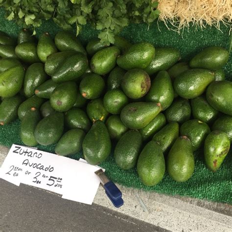 Zutano Avocados Information And Facts