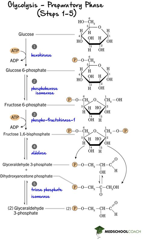 Glycolysis Part Mcat Biochemistry Medschoolcoach