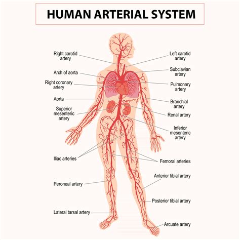 Human Circulation Sanguine Cardiovascular Vascular And Arterial System 2878416 Vector Art At