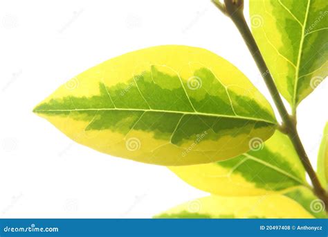 Plant On White Background Stock Photo Image Of Summer 20497408