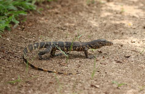 Sri Lankan Water Monitor From Diyasaru Park Thalawathugoda On July