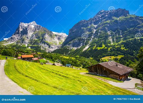 Известная долина Grindelwald, зеленый лес, шале Альпов в Berner ...
