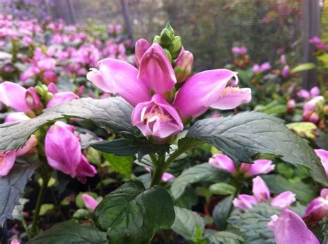 Beautiful Chelone Lyonii Hot Lips