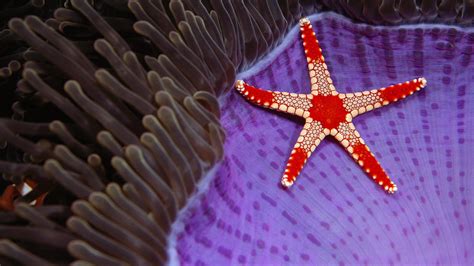 Red And Beige Starfish Illustration Underwater Sea Nature Starfish