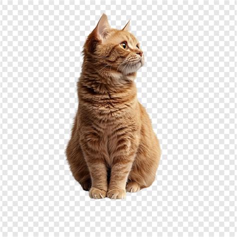 Cute Orange Cat Sitting Looking Up Premium Ai Generated Psd