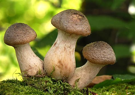 Nahuby.sk - Fotografia - podpňovka obyčajná Armillaria mellea (Vahl) P ...
