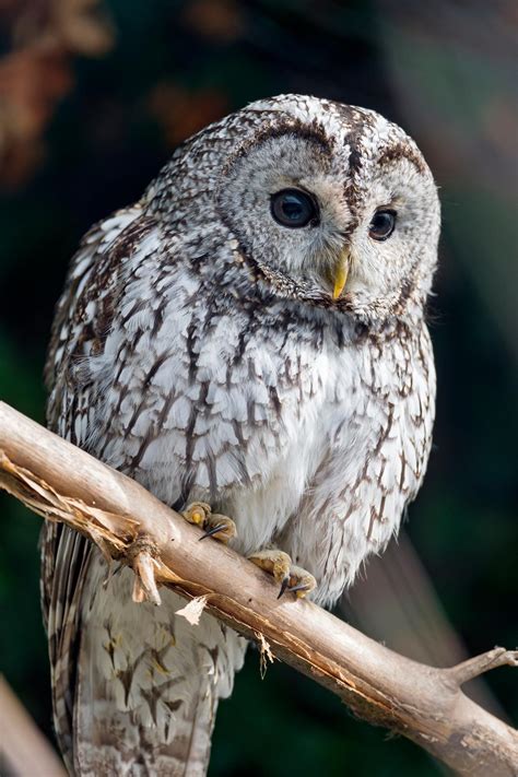 Beautiful White Owl Thanks To Tambako Photography Fb Gray Owl Owl