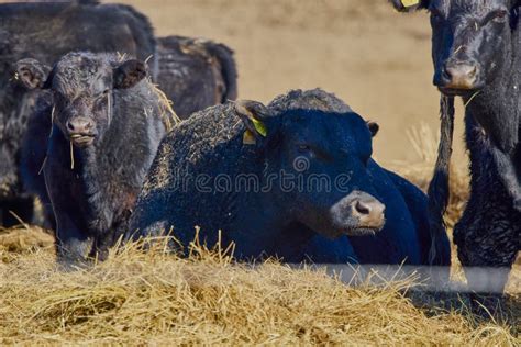 Black angus cows on a farm stock photo. Image of pasture - 269944710