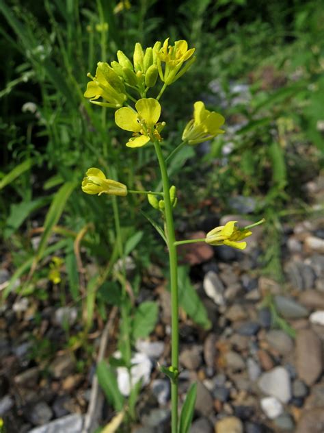 Brassica juncea - Изображение особи - Плантариум