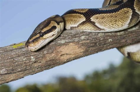 Ball Python Mites (Causes, Treatment & Prevention)