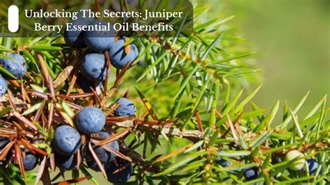 Unlocking The Secrets: Juniper Berry Essential Oil Benefits