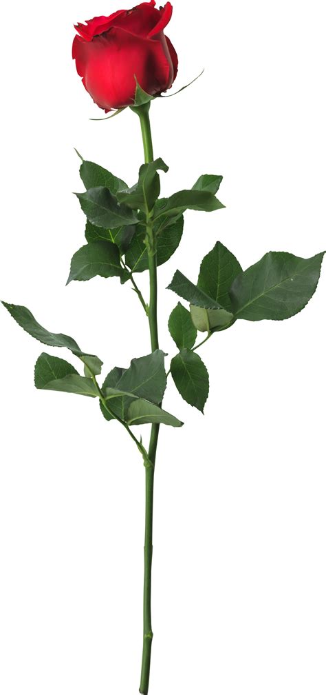 Kolorowa naklejka dekoracyjna - Róża 1 :: Naklejkolandia