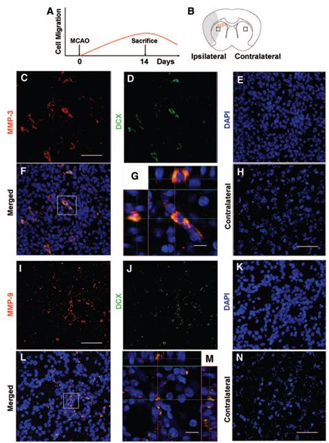 Migrating Dcx Cells In An Mcao Mouse Model Express Mmp 3 And Mmp 9