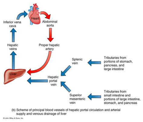 Liver physiology: hepatic metabolism of lipids Flashcards | Quizlet