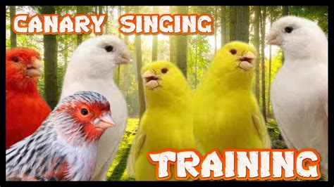 Canary Singing Training Male Canary Singing Video The Best Canary