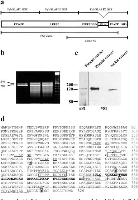 Figure From Fyn Binding Protein Fyb Slp Associated Protein Slap