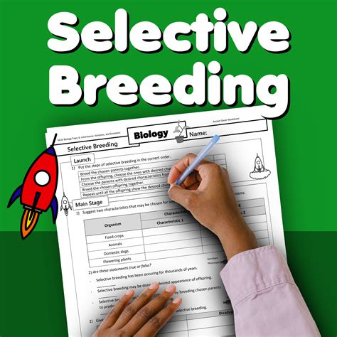 Selective Breeding Home Learning Worksheet GCSE - rocketsheets.co.uk