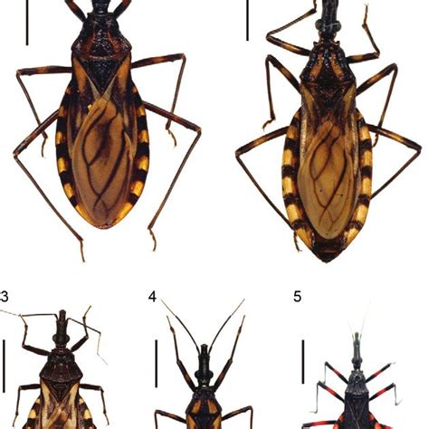 Triatoma jatai sp. nov. A: female; B: male. Fig. 4: Triatoma ...