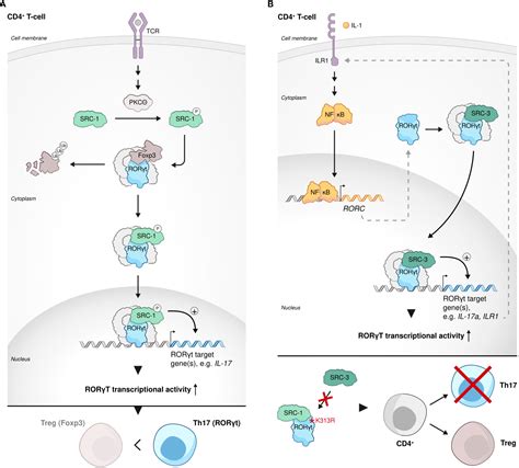 Frontiers Steroid Receptor Coactivators Their Role In Immunity