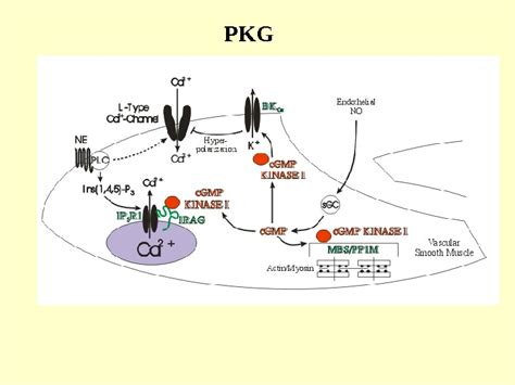 Cadherins Cadherin signaling Glycogen synthase kinase