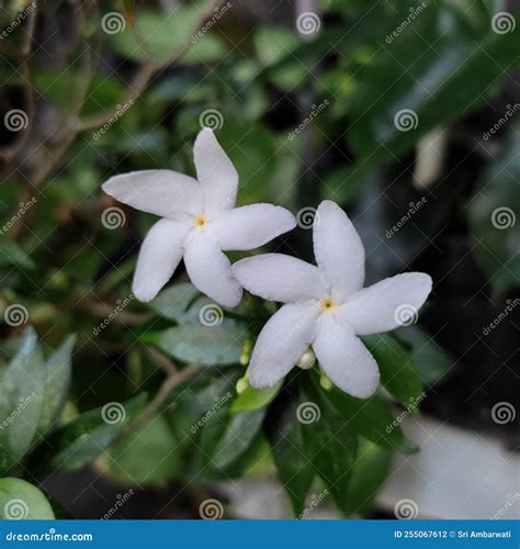 Tabernaemontana divaricata stock photo. Image of natural - 255067612