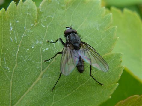 Gratis Afbeeldingen Natuur Fabriek Blad Bloem Dier Vlieg Groen