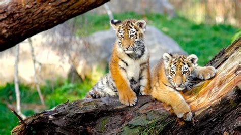 Tiger Cubs On A Tree Backiee