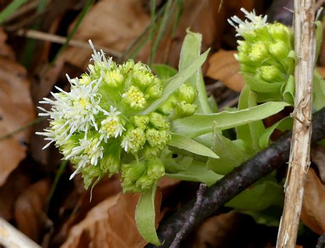 Petasites Albus Farfaraccio Bianco Sentiero Da Piedicav Flickr