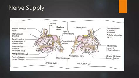 Nasal Cavity And Sphenoid Sinus Anatomy Ppt