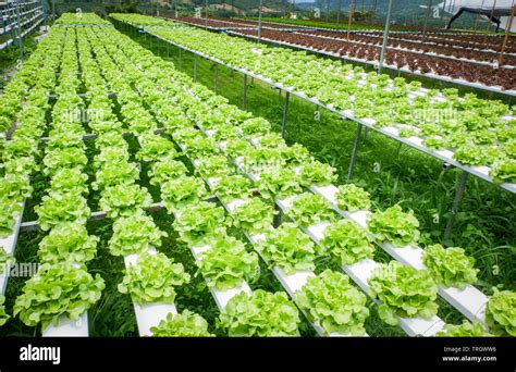 Green Oak Lettuce Salad Vegetable In Hydroponic Farm System Plants On