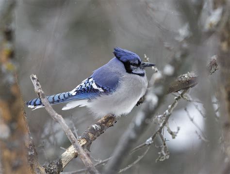 pewit: winter Blue Jays