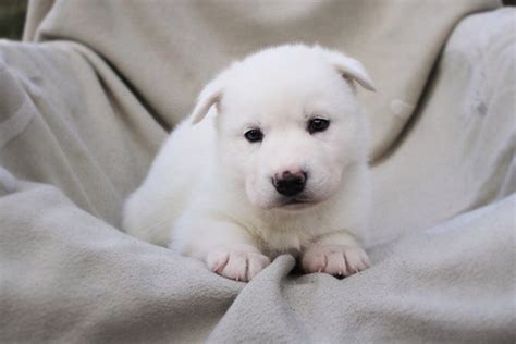 Щеночки | Пикабу