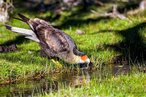 Karakara Foto & Bild | tiere, wildlife, wild lebende vögel Bilder auf