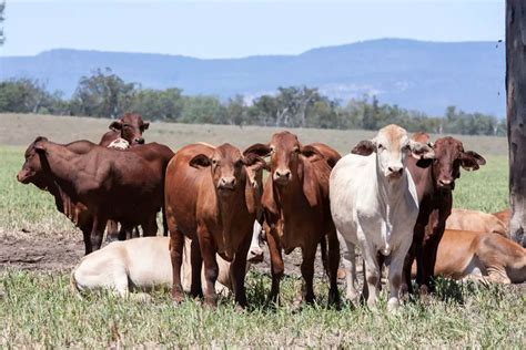 Brahman Cows Guide Info And Facts