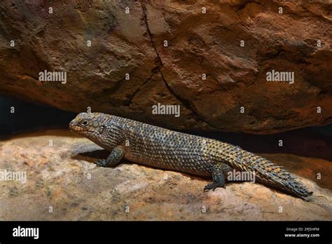 Lizard Australia. Gidgee spiny-tailed skink, Egernia stokesii, endemic ...