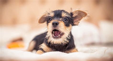 Dachshund Mix With Yorkie