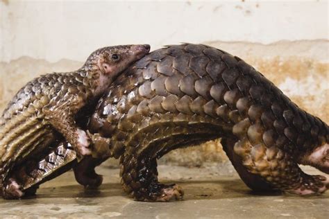 Its A Success Pangolins Return To A Region Where They Were Once