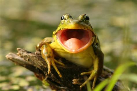 ¿las Ranas Tienen Dientes ¡descubre La Respuesta