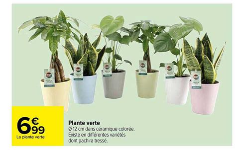 Promo Plante Verte Chez Carrefour ICatalogue Fr