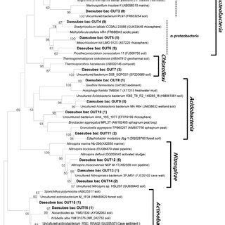 Phylogenetic tree show the relationship between bacteria (A) and... | Download Scientific Diagram